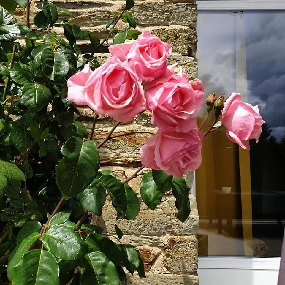 Apartment Gite Le Talus Amanlis France